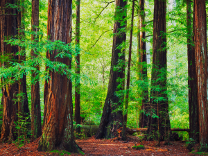Redwoods-from-Canva