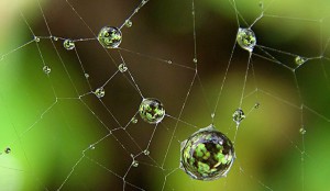 web-of-life-s